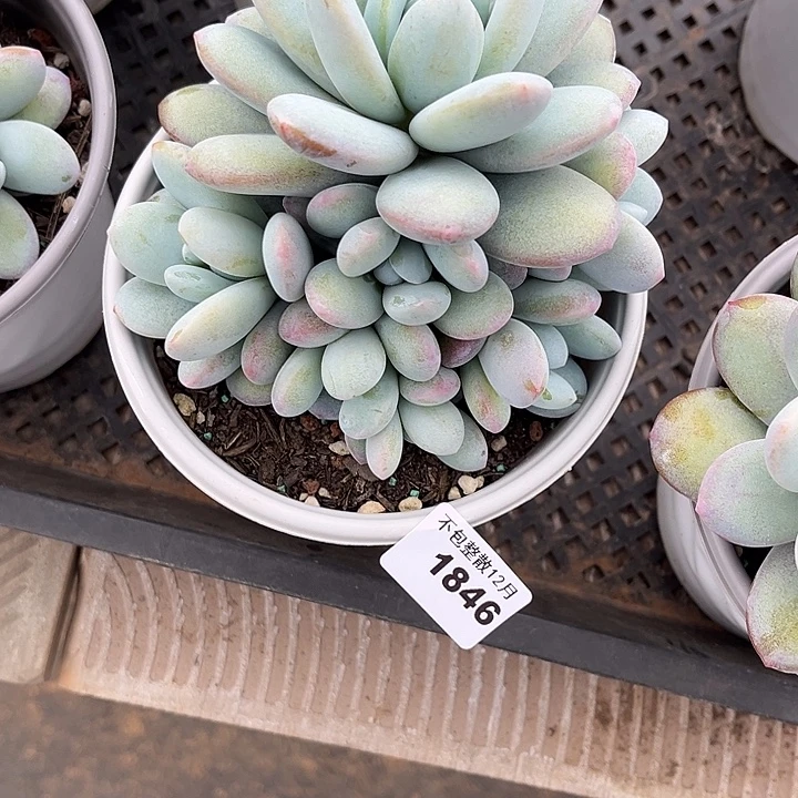 阿雅园艺。     1846橙雪球