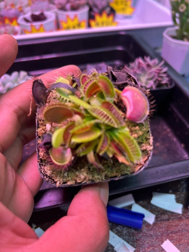 捕蝇草食人花精品多肉植物（店铺满12.8包邮）