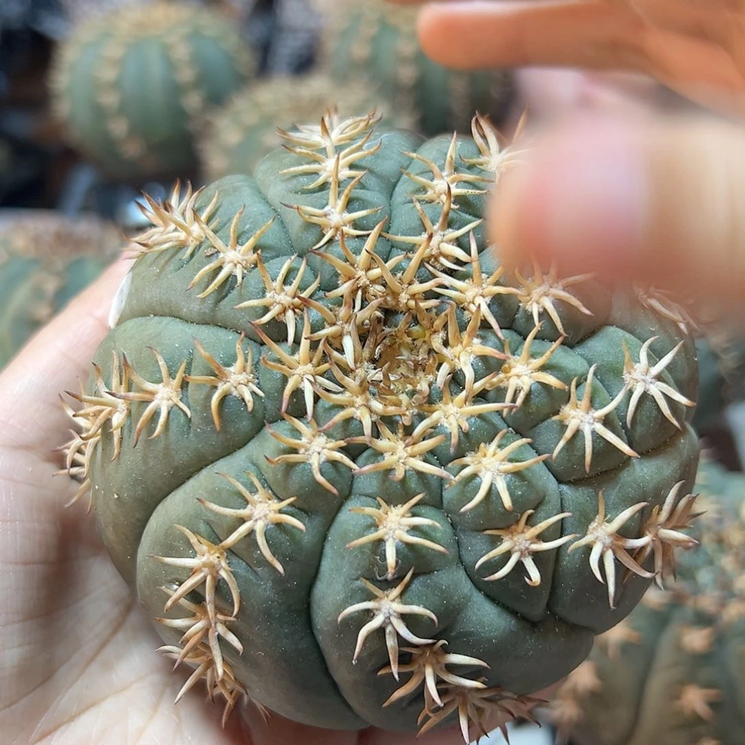 大猫爪无根8.5公分