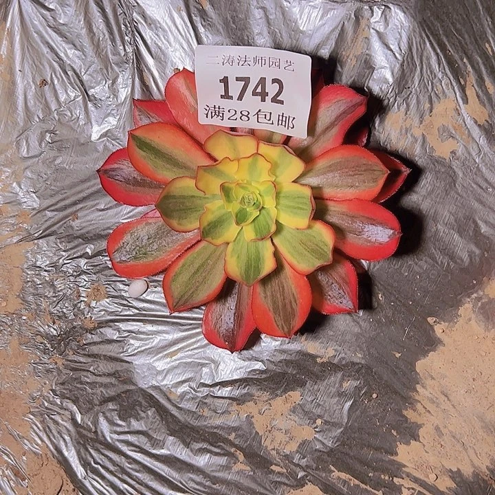 花**娘1742魅影多肉单头