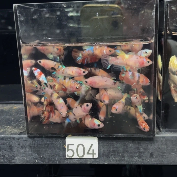 海水3只巨斗母鱼的体型较