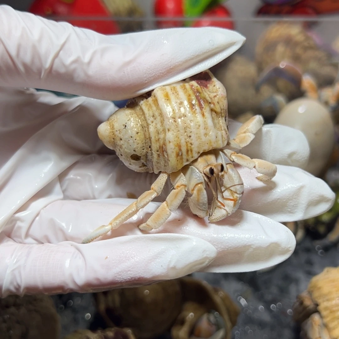 淡色小紫陆口径1.8口