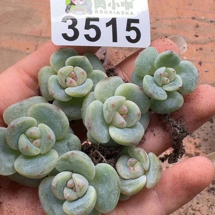 无花朵多肉植物多肉植物