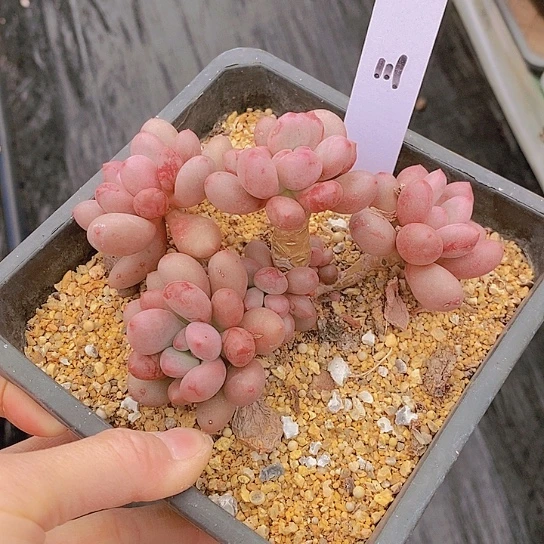 111多肉植物老桩