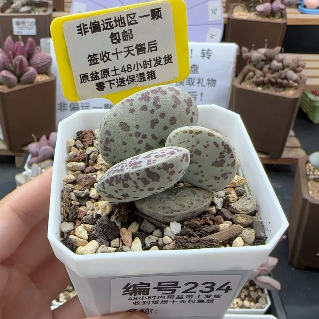 234巨型花旦多肉
