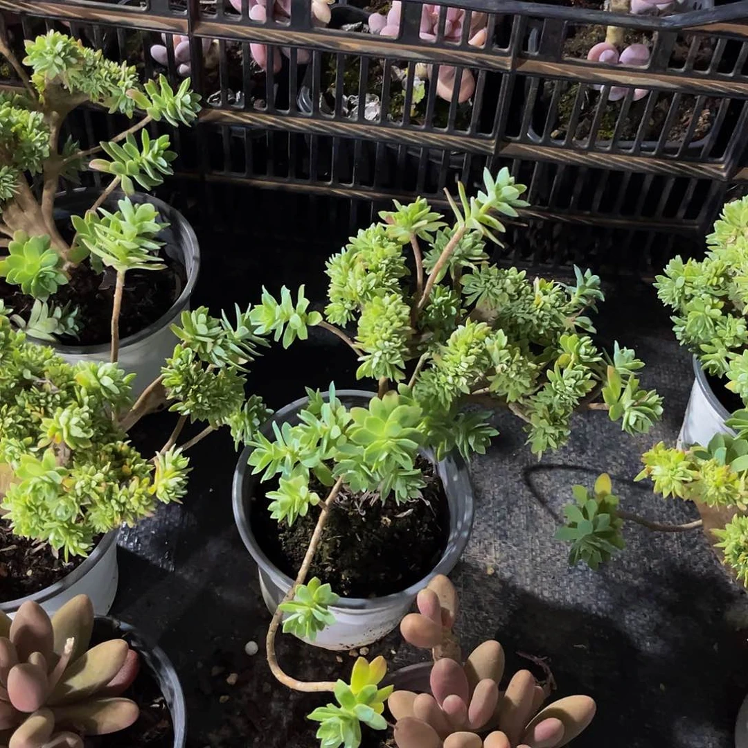 薄化妆缀化多肉19.9包邮