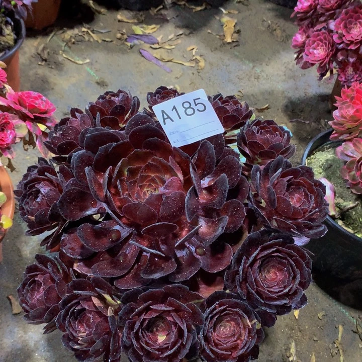 大***菜无花朵花花公子185000000000