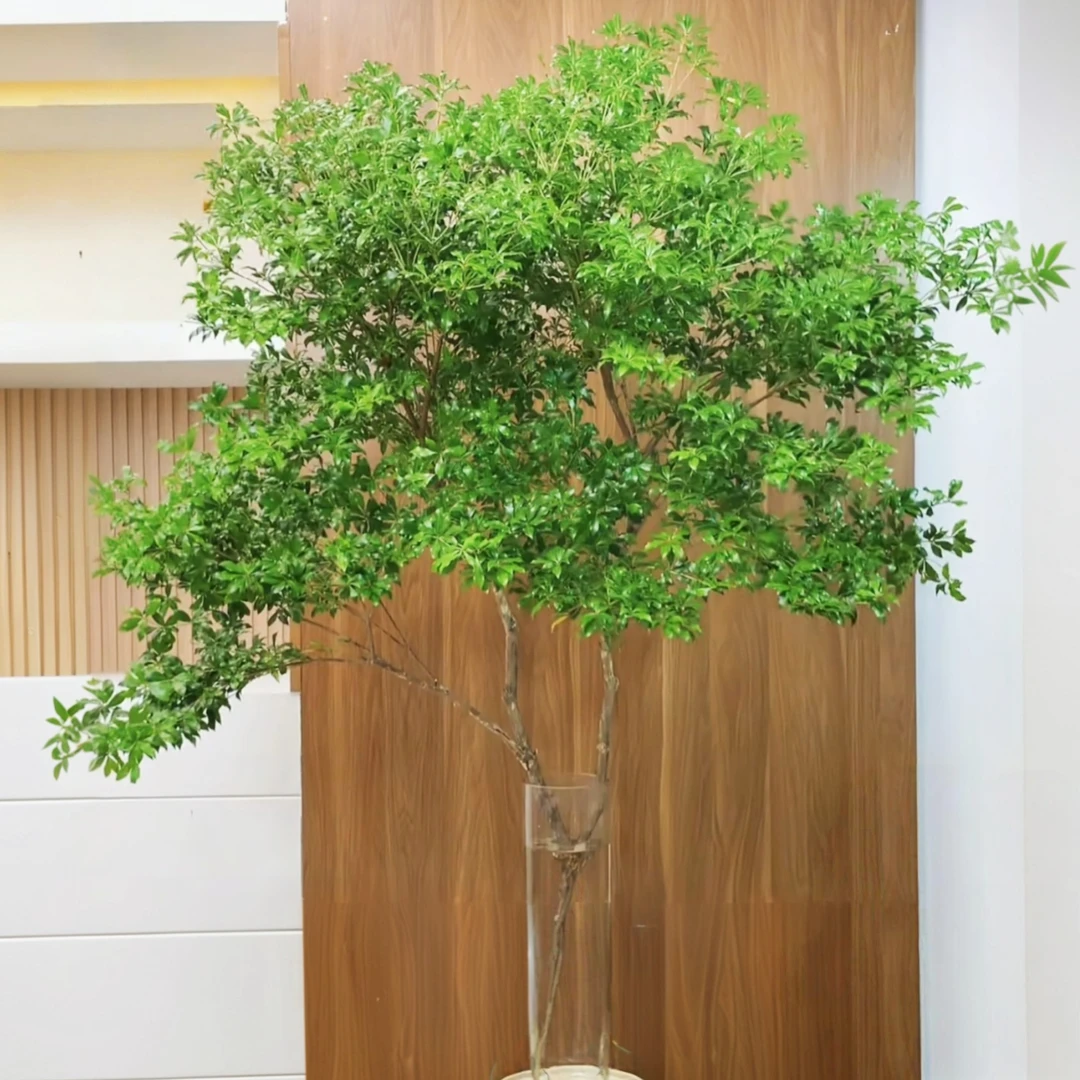 马醉木南天竹|日系小森林进口轻奢鲜切水培花材马醉木