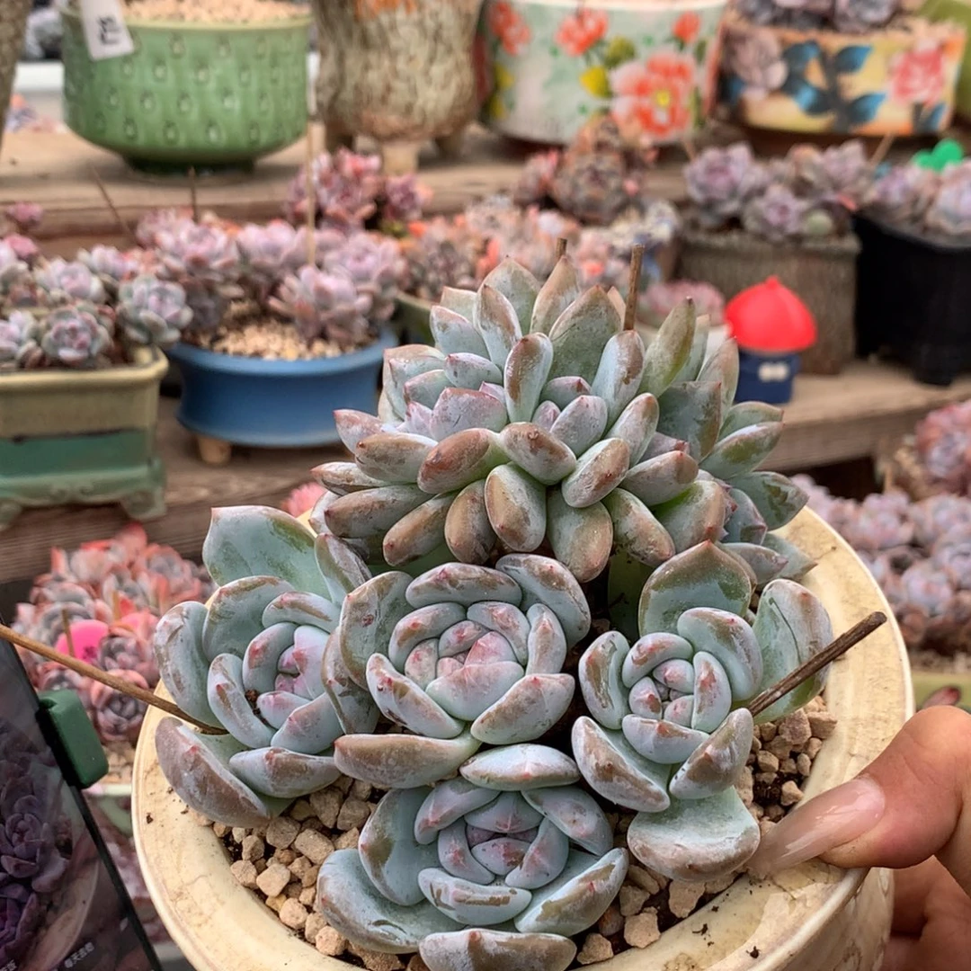 四头带朵缀石榴籽