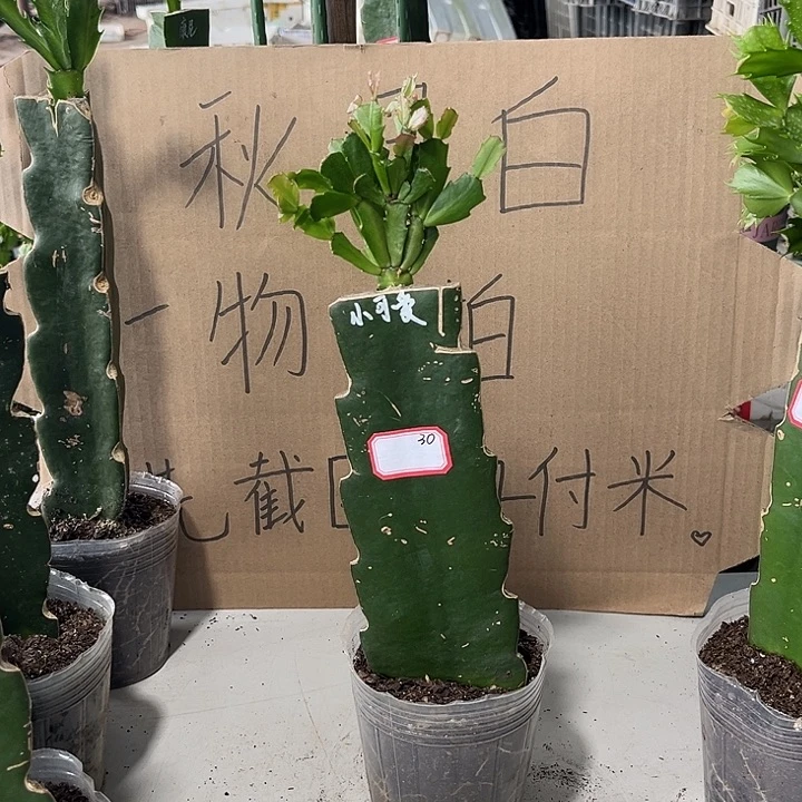 五***月当前无花朵，栽培后可花朵小可爱