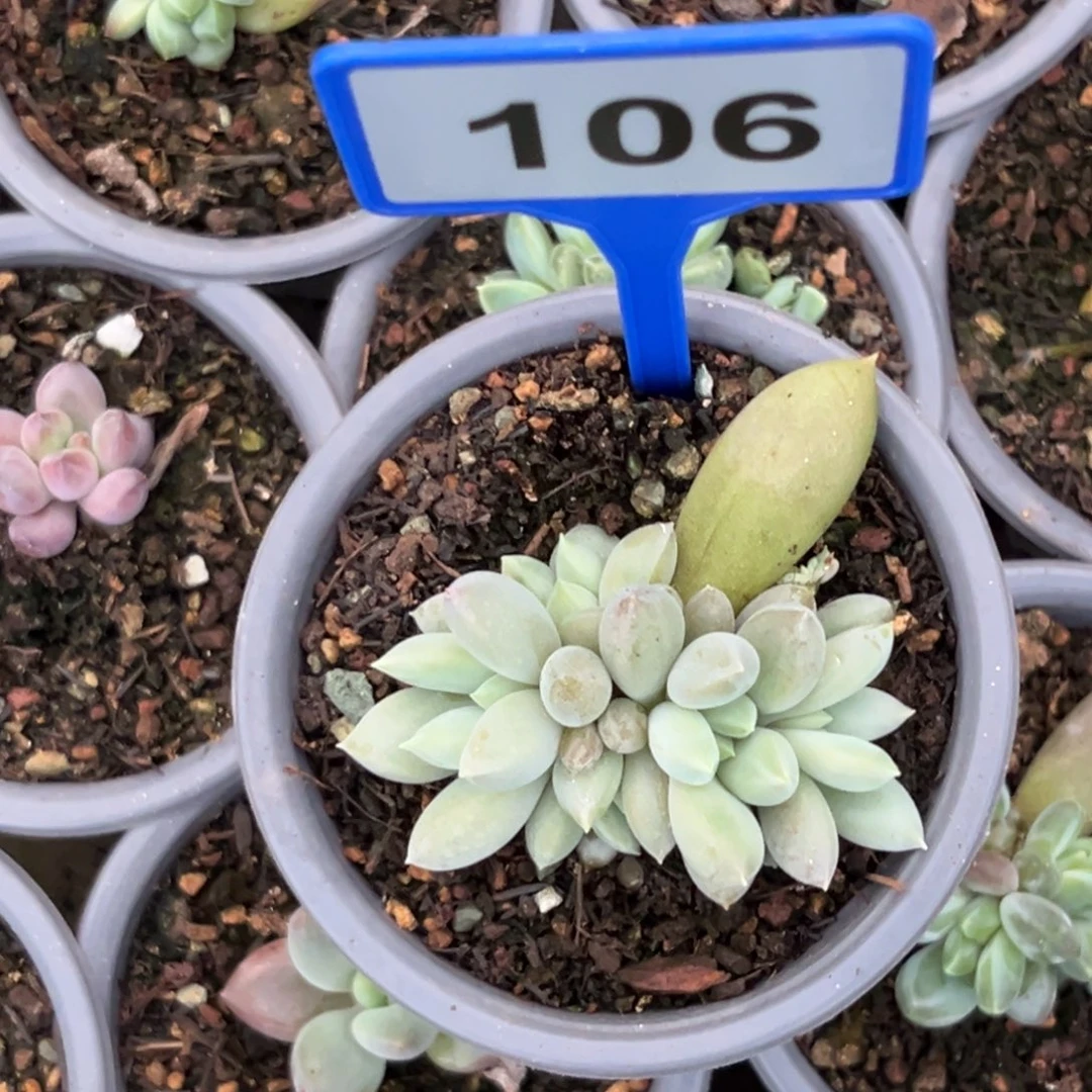多肉植物海豚体哥特106