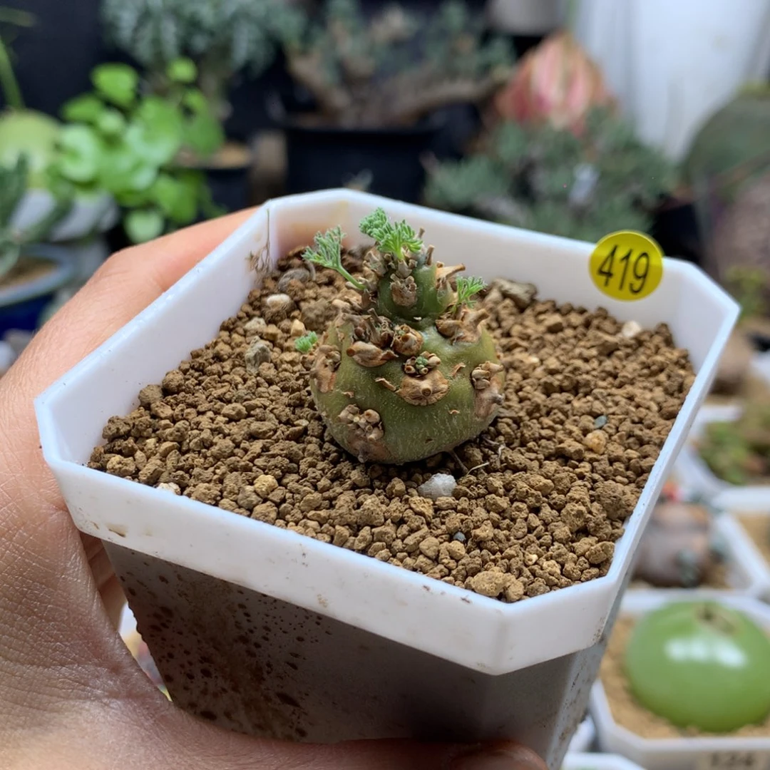 白皮月界带盆母本419