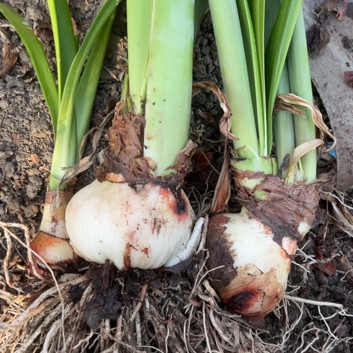 杂交花后球剪花件  0396