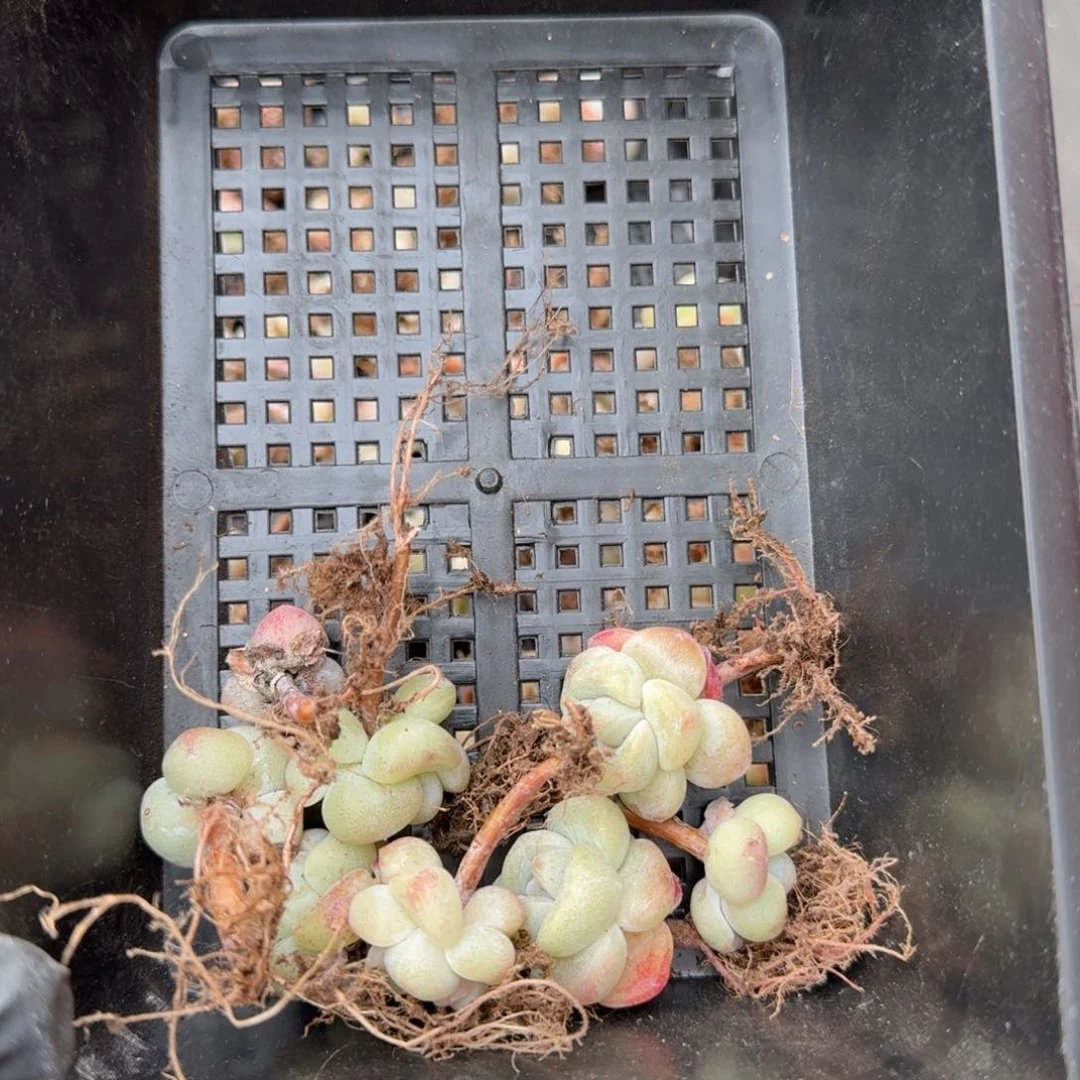 63号到手1框，江北多肉