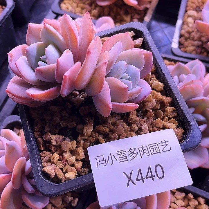 我是你的小可爱啊小可爱