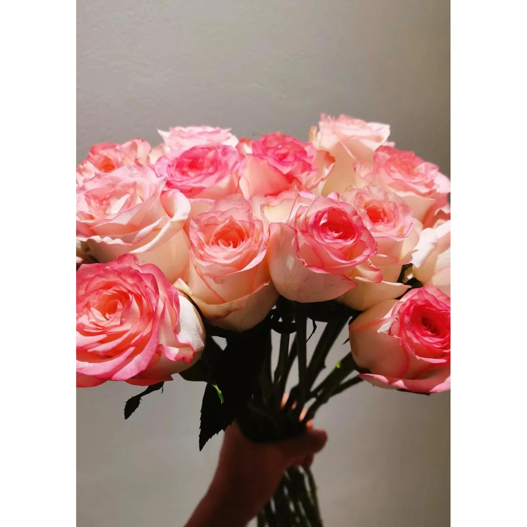 瑞雪【艾莎玫瑰】云南鲜花浪漫带回家插花优质新鲜高品质