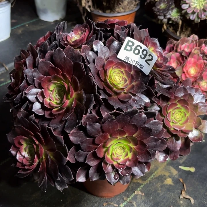 瑞妈一物一拍692