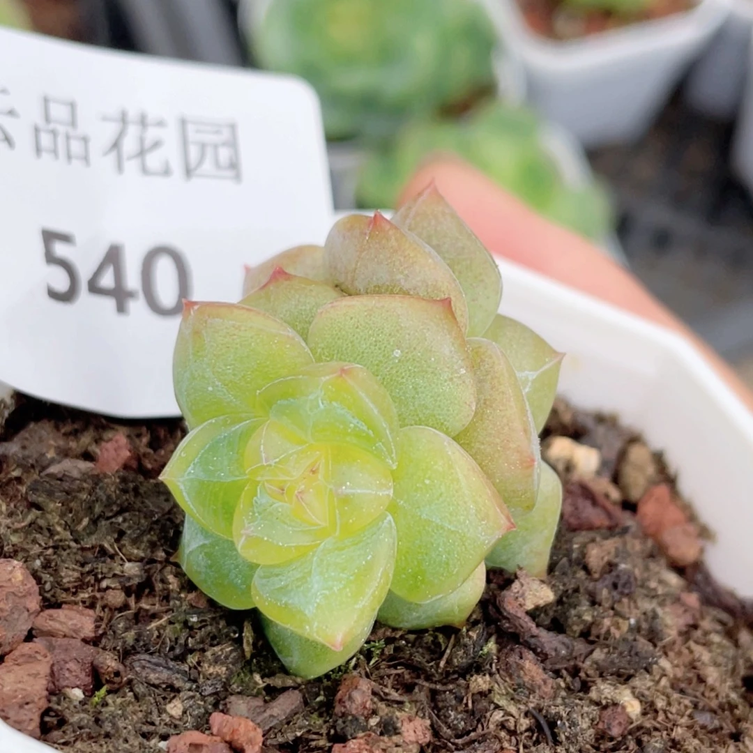 540号糖心冰心珍妮