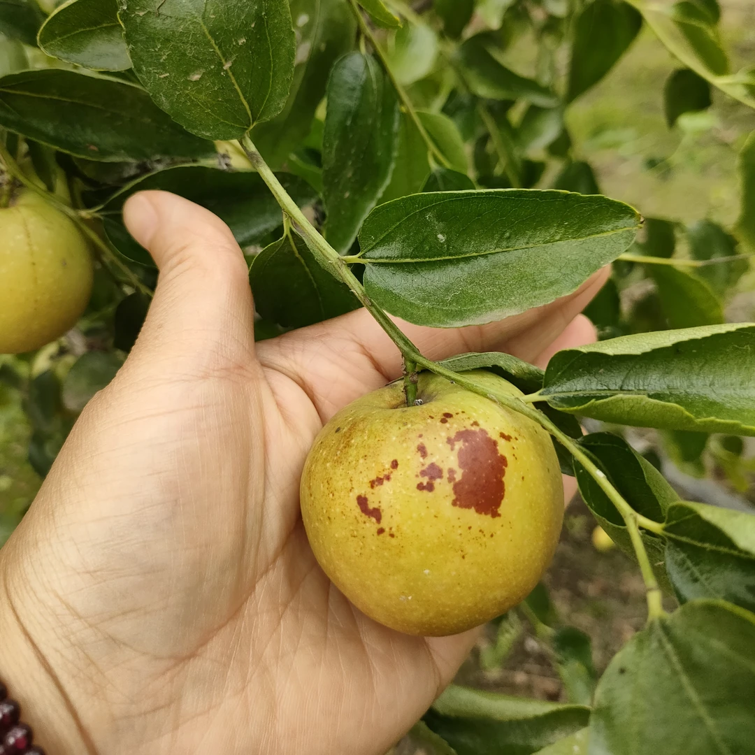 沾化二代精品冬枣新鲜现摘现发脆甜当季水果