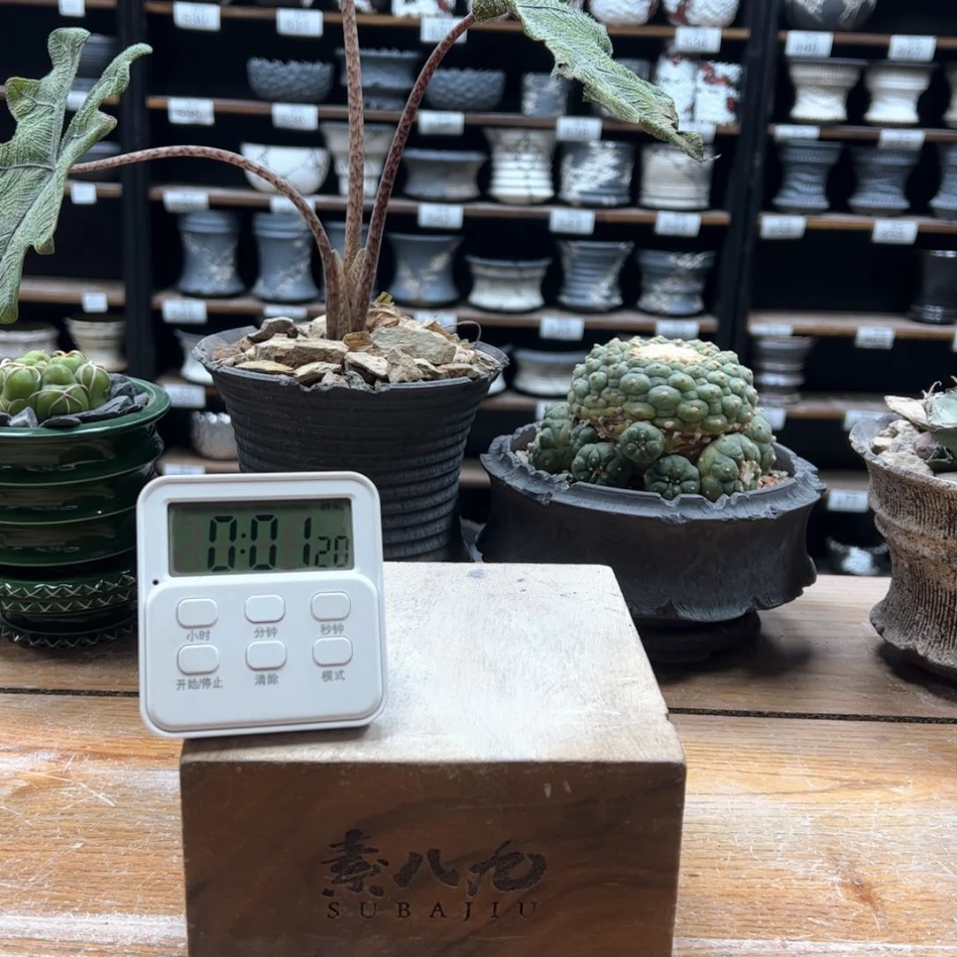 素八九陶瓷内口拍爱*海