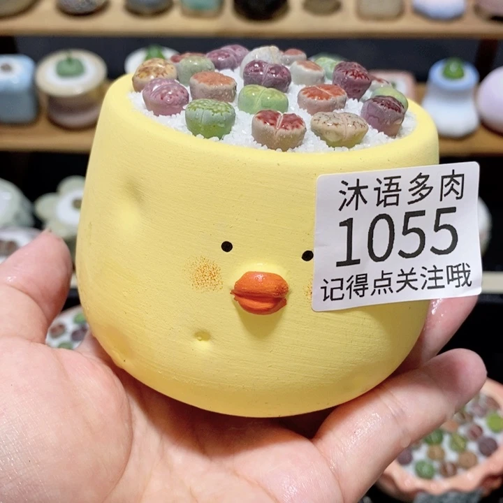 带盆土植物 精美盆栽1055