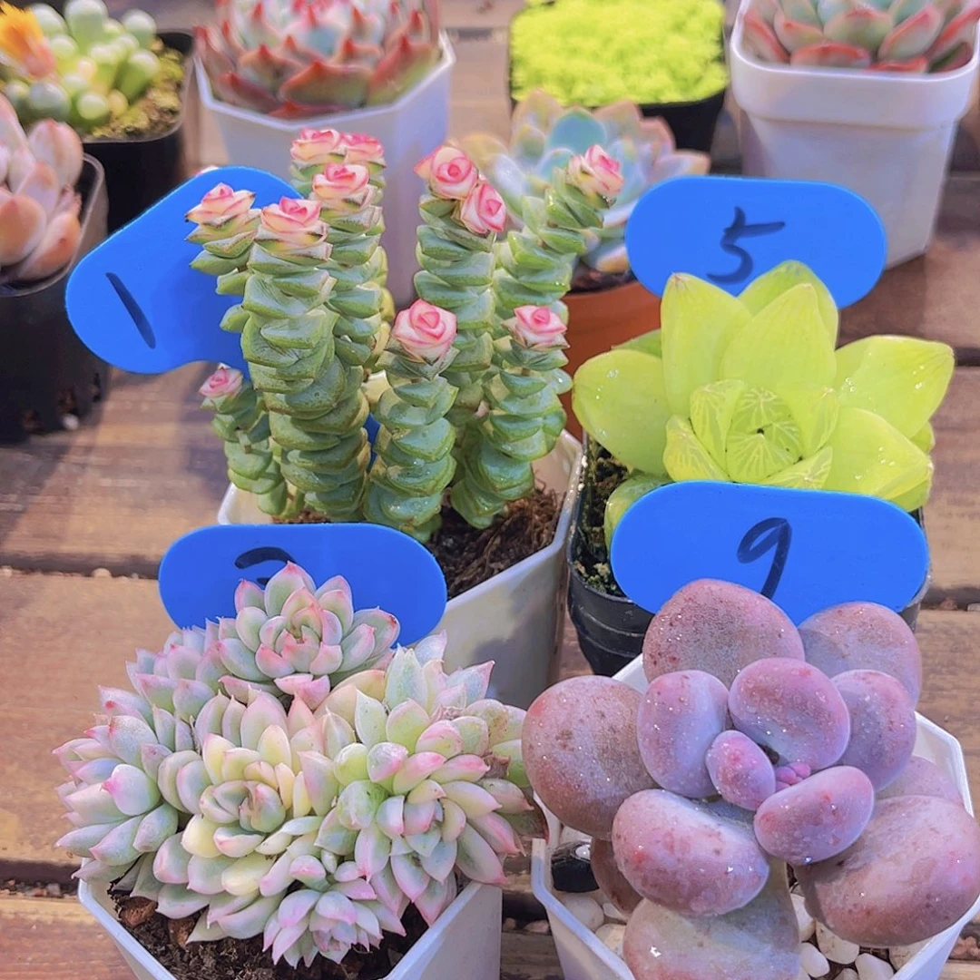 钱串锦➕女雏锦➕黄金一雨露➕桃美人