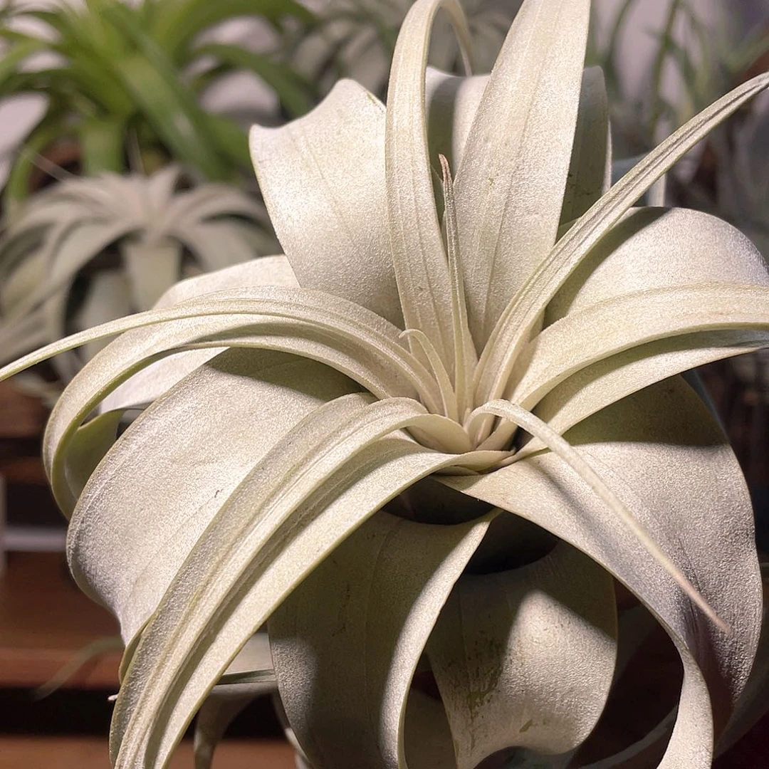 长叶霸王65号 空气凤梨