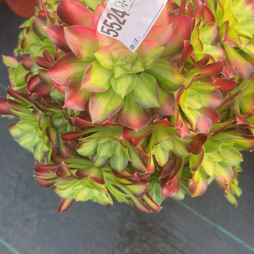 裸**行5524韶华多肉多肉