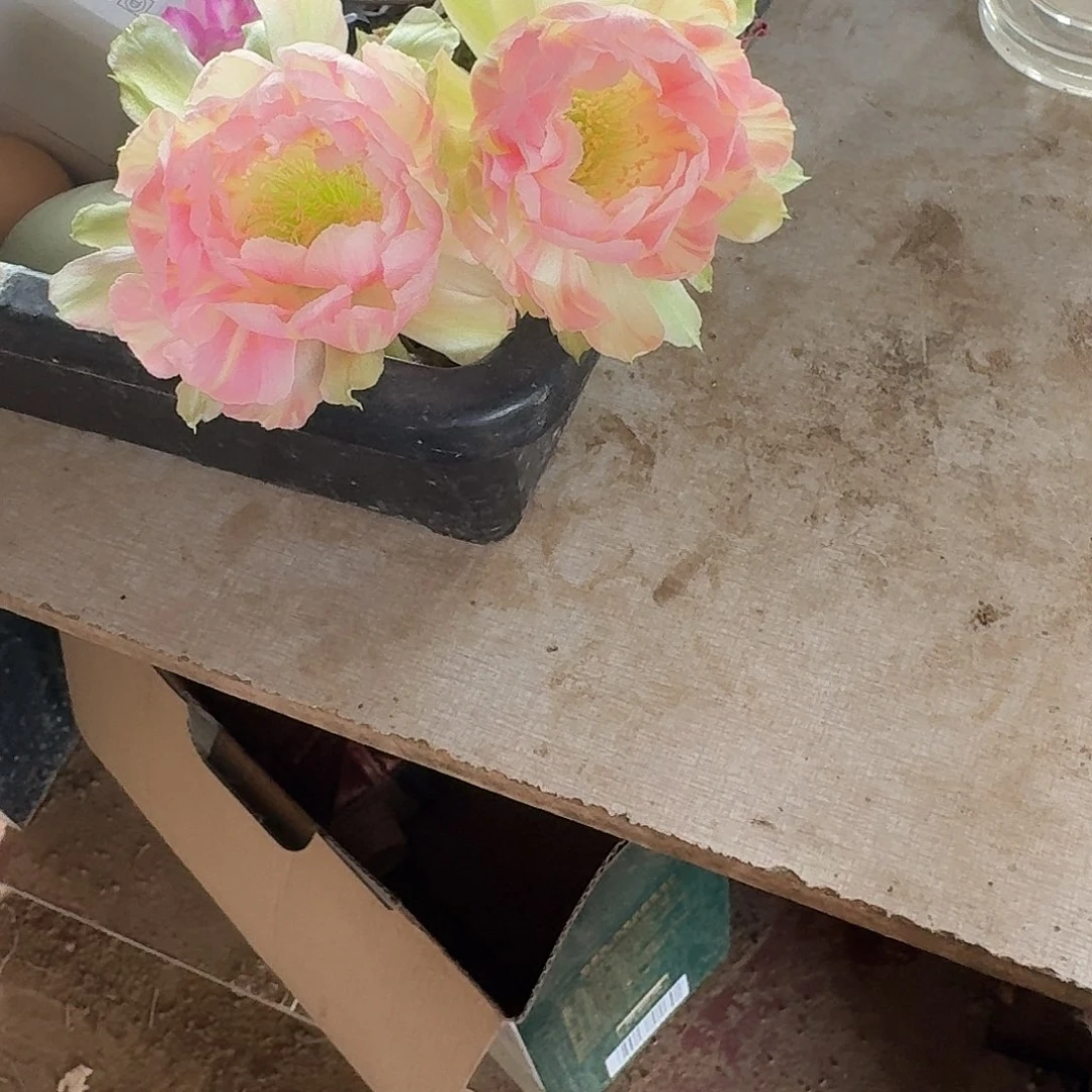 好***…朋友侧芽3个白檀仙人球