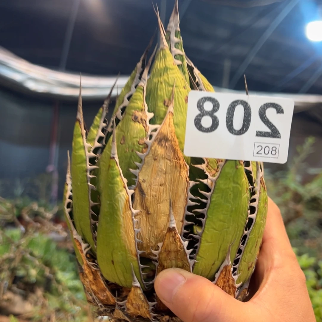 208霍利达龙舌兰植物脱土发货植物