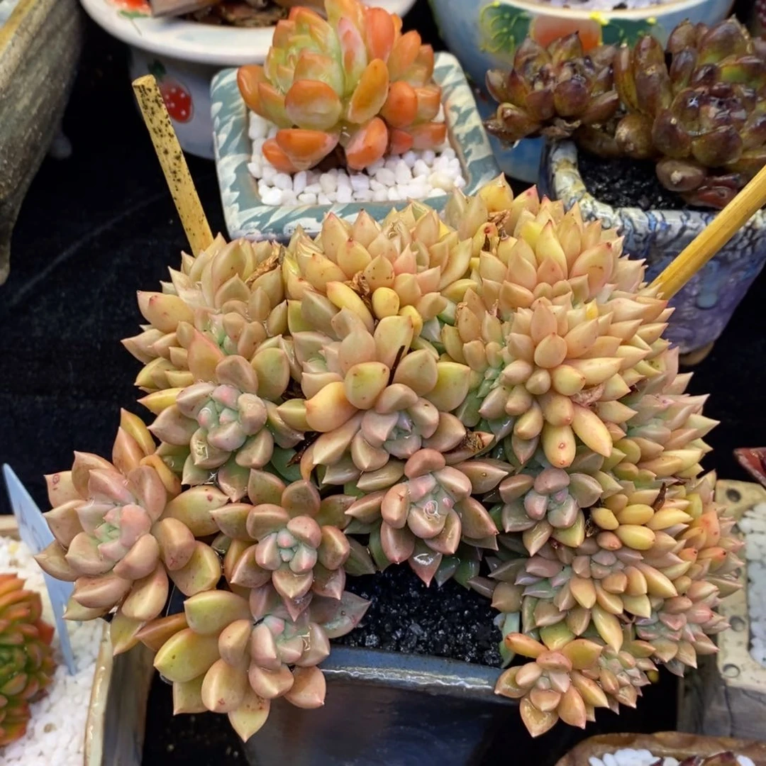 璀璨缀化多肉植物盆栽