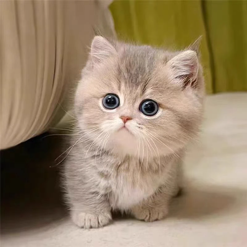 【多乐宠物猫】精品活体猫咪