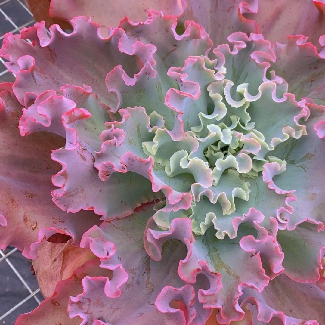 高沙之翁特大大包菜