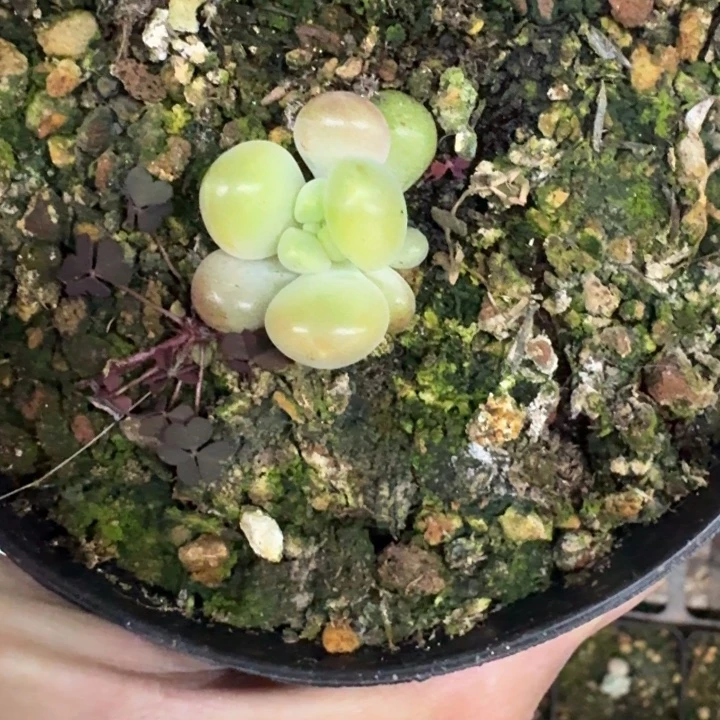 库克 叶插 一物一拍