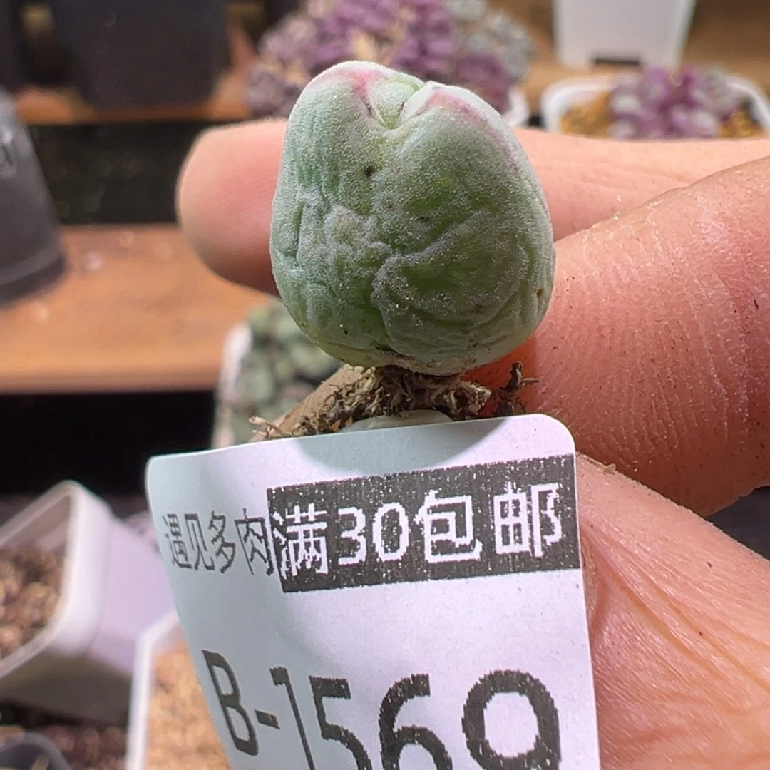 458皮卡丘多肉植物111111111111