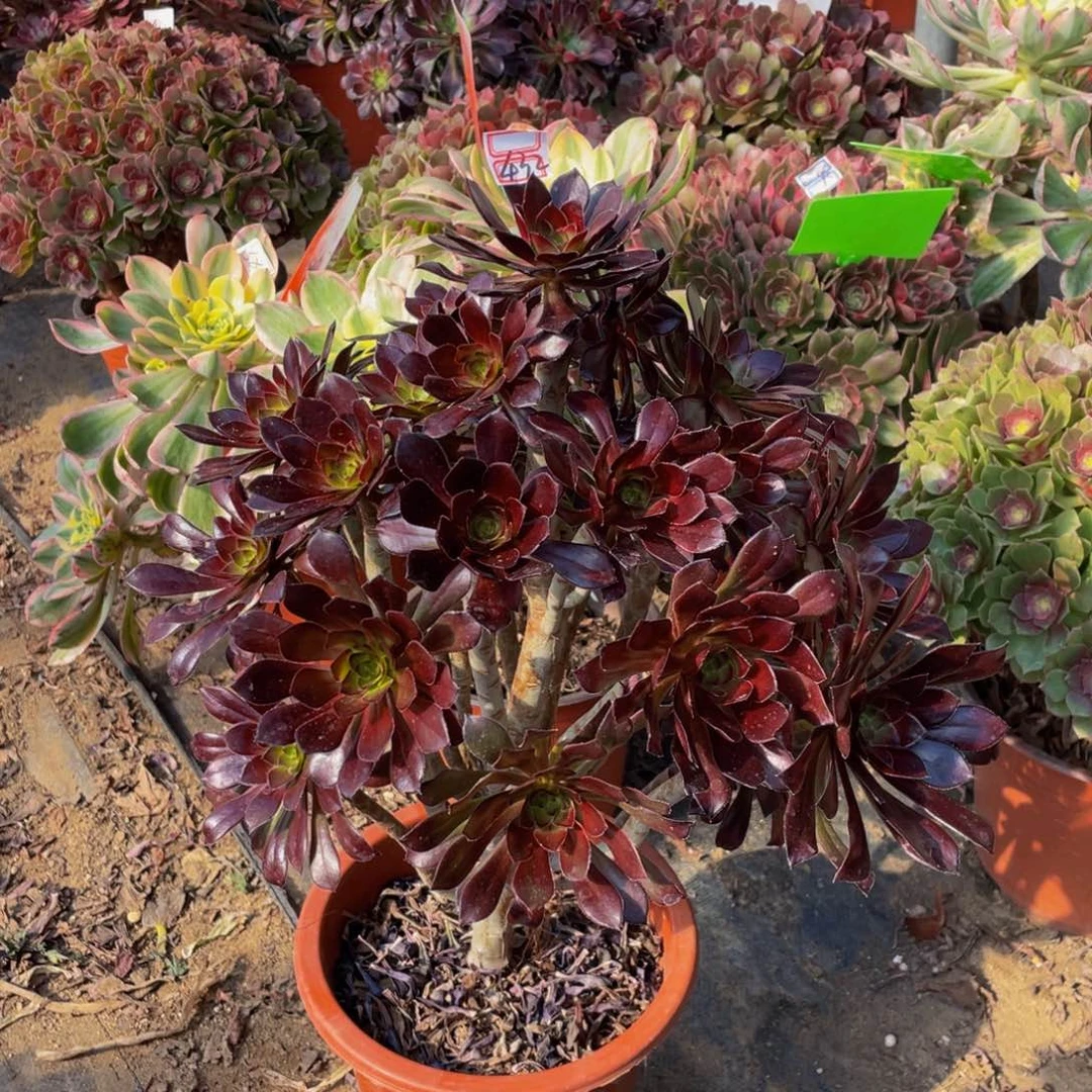 日**方432鲜花老桩黑法师老桩