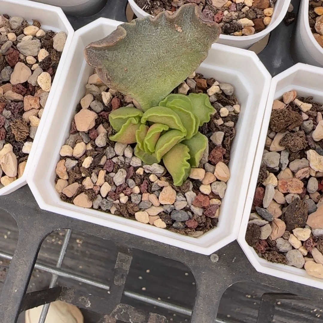 悲****绝不失望多肉套餐