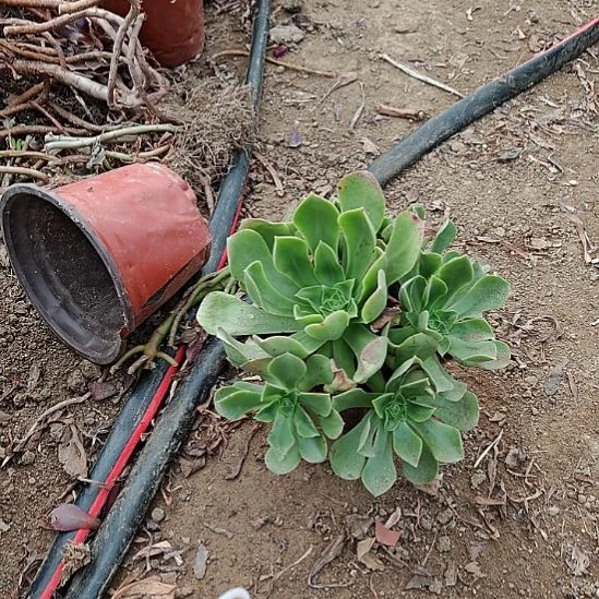 香炉盆法师加急36