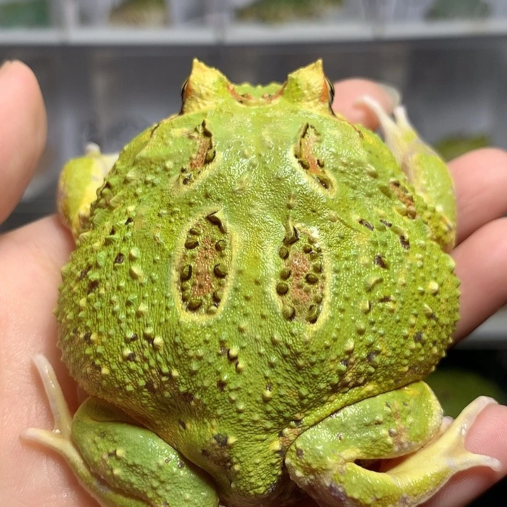 角蛙2454金光圈绿角