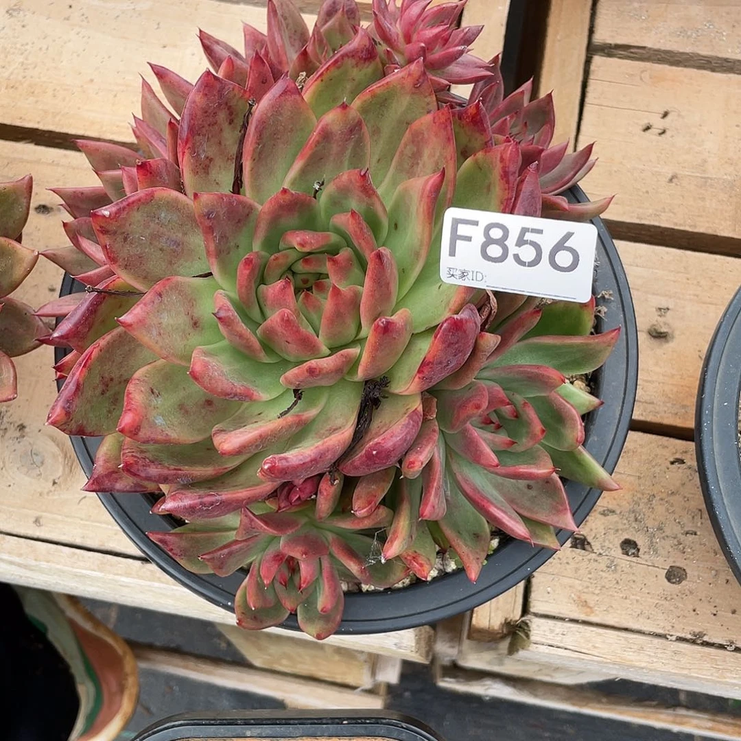 若如东云单拍F856
