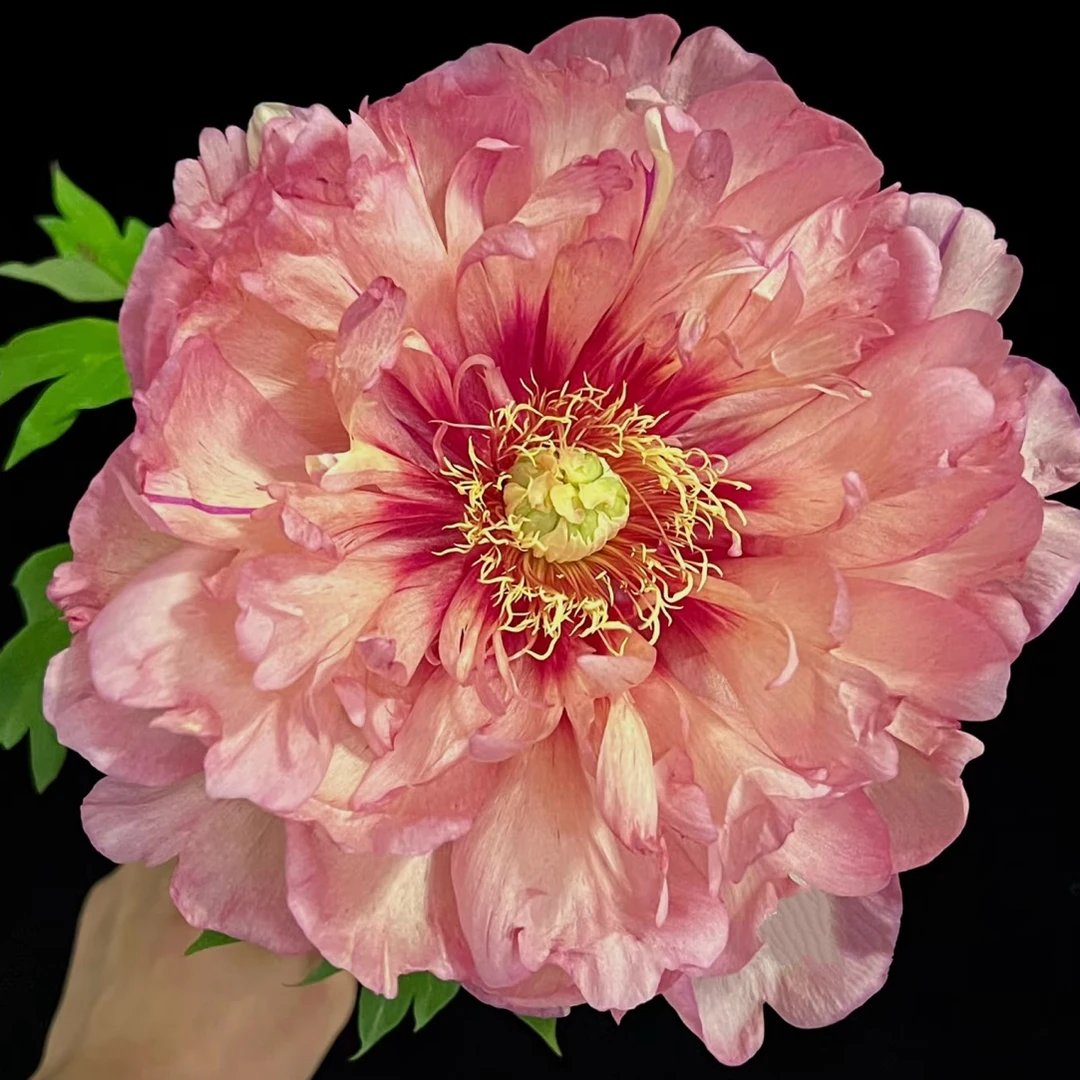（伊藤希拉里）进口变色芍药，稀有名品，洛阳基地直发