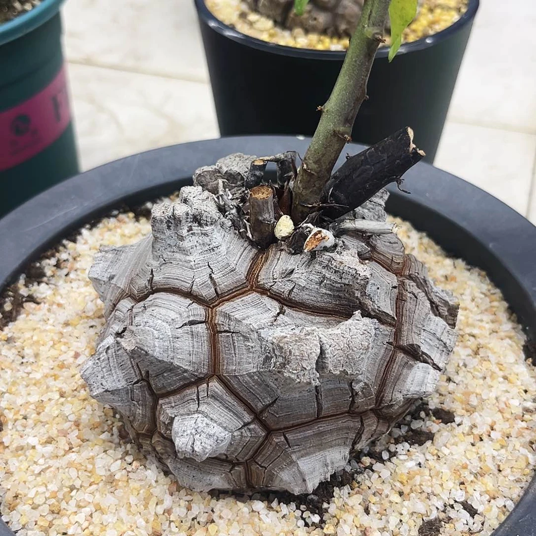 潮流植物精品足球大龟