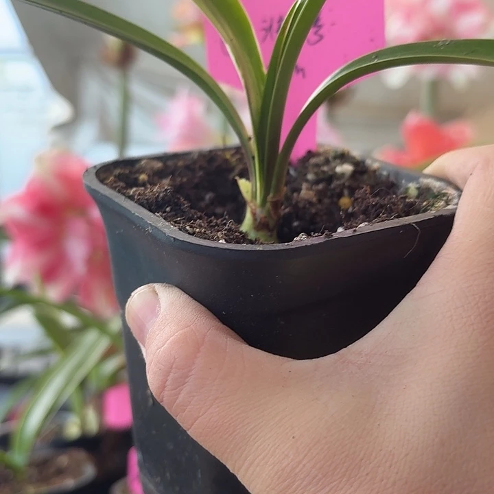 无花朵奶油2号朱顶红直径2cm