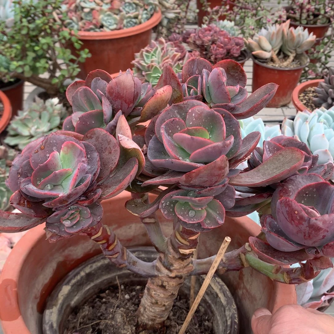 @****?小叶秀妍多肉植物