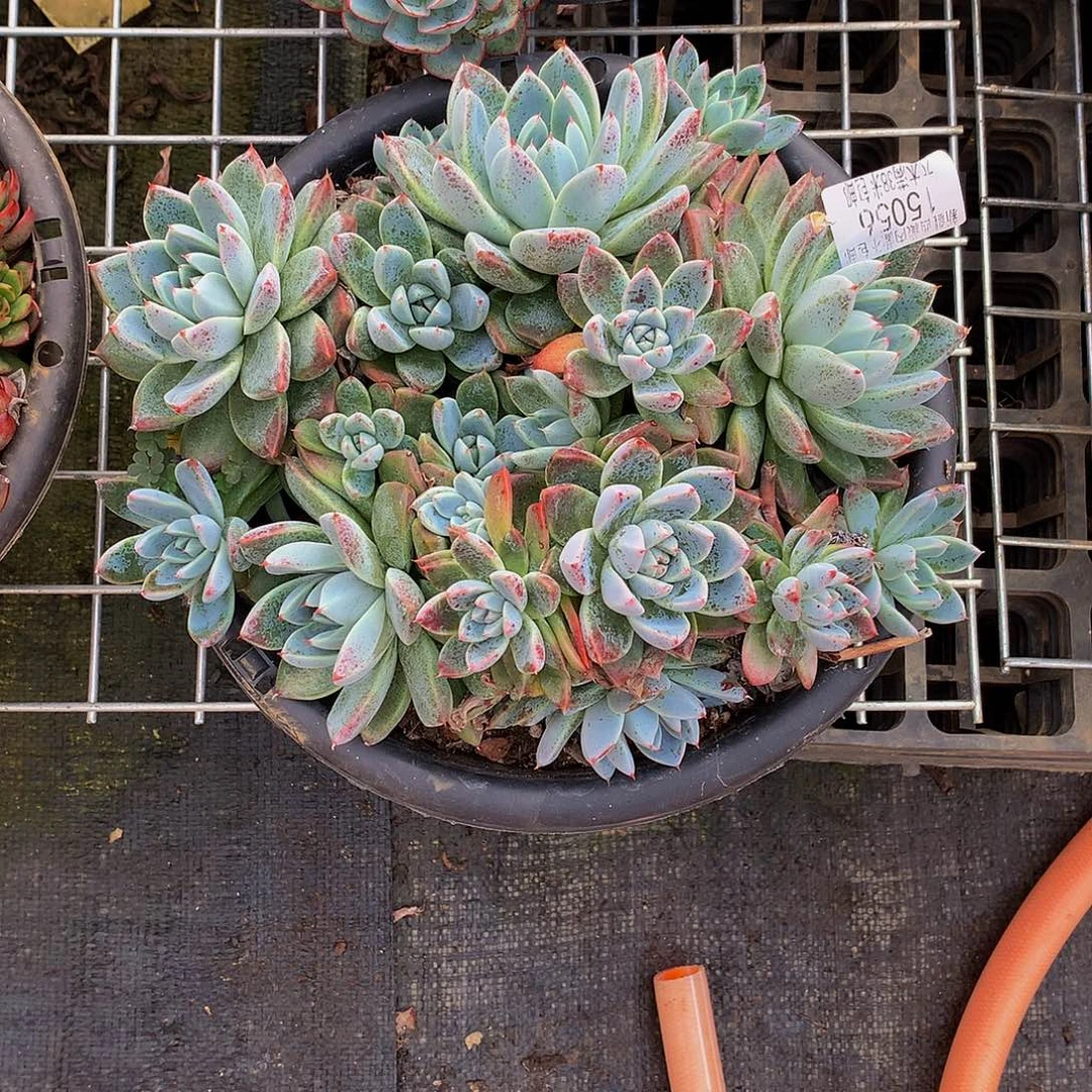 戴***）     如梦令多肉15056