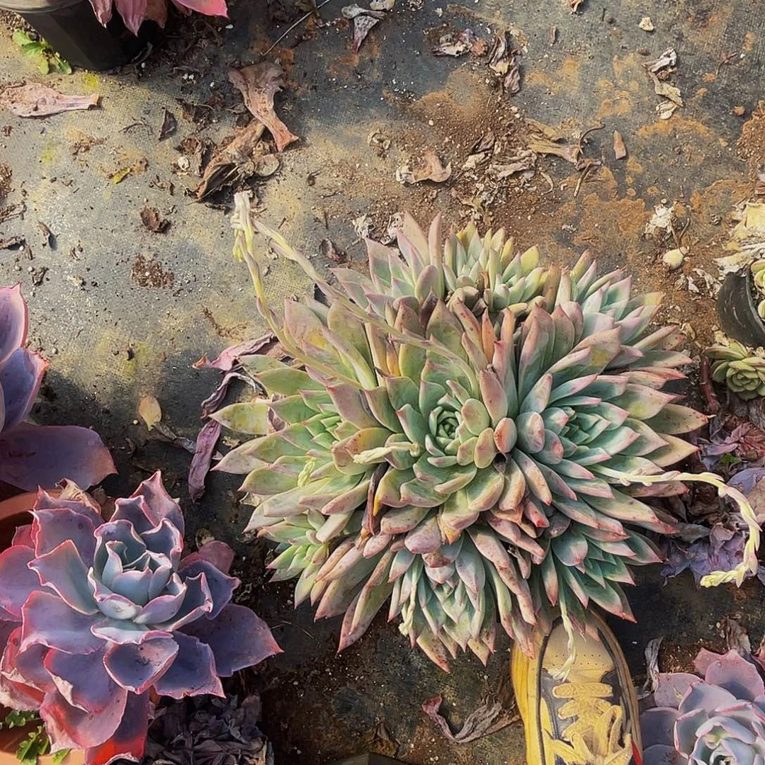 大卡杂48多肉群生