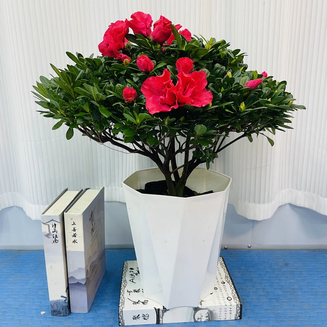 比利时家居杨梅红杜鹃花带花苞四季开花庭院种植苗木室内吸甲醛