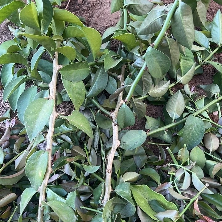 2个分枝无根叶仙枝条