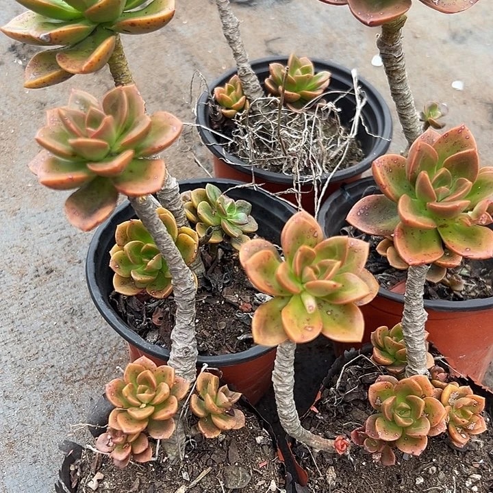 无花朵巧克力老桩5盆。