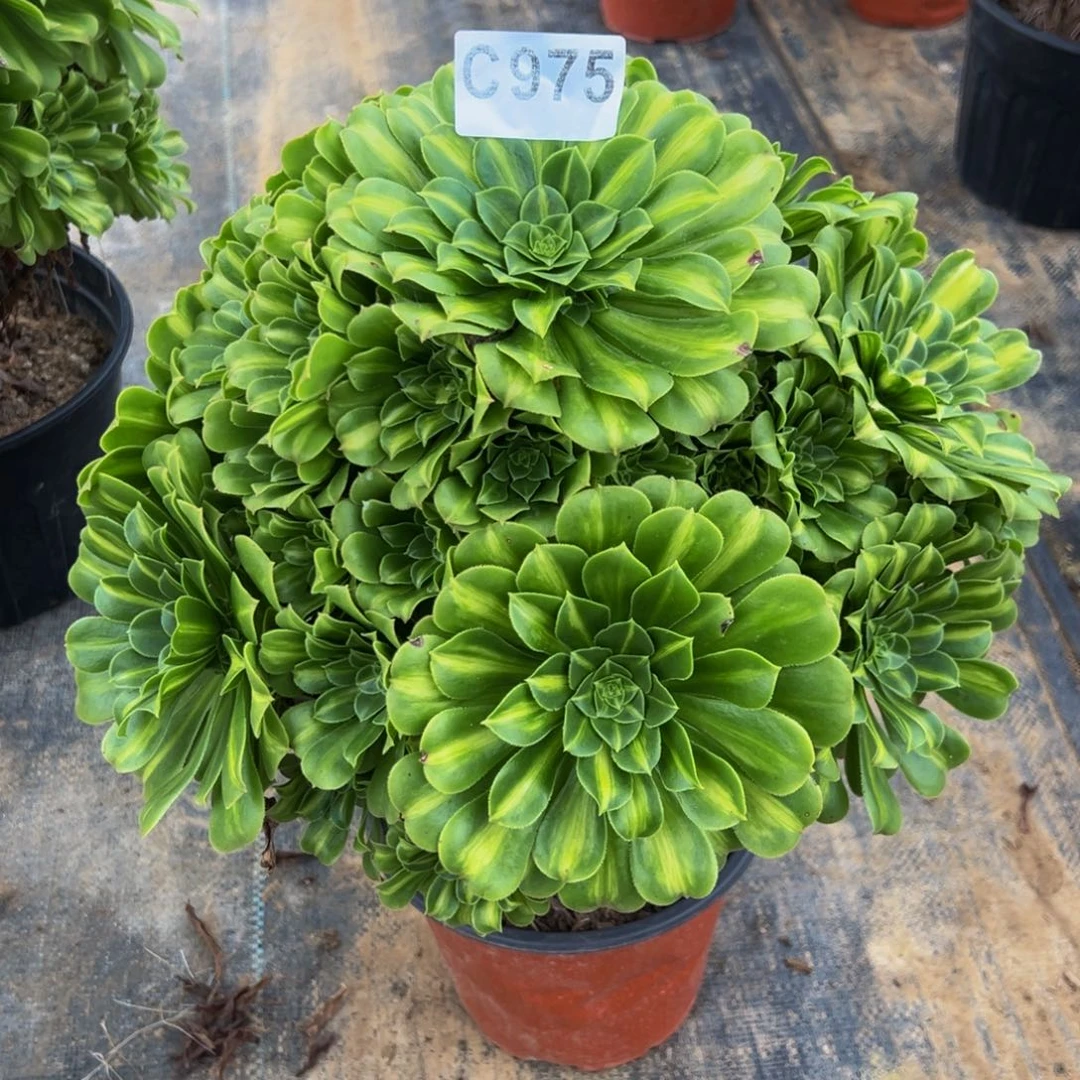 *****无花朵翡翠琉璃975